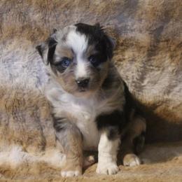 Bentley - Blue merle male Toy Australian Shepherd puppy in Ionia, Iowa from Sapphire Stables
