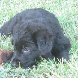 German Shepherd Puppies from V Diamondburg Kennels