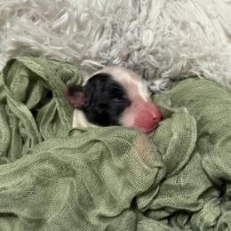 Thunder - White black and tan male Papillon puppy in Howe, Oklahoma from Southern Sweet Papillons