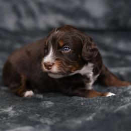 Tigger - Red tri-color male Aussiedoodle puppy in Casa, Arkansas from Blue Diamond Puppies
