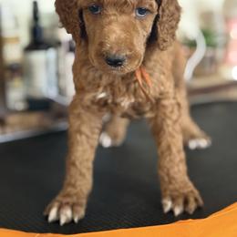 Everest - Red  male Poodle puppy in Mount Vernon, Illinois from AMC Poodles