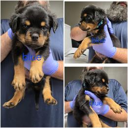 Boy 1 - Black and tan male Rottweiler puppy in Stanton, Kentucky from Vom Hause Alistair
