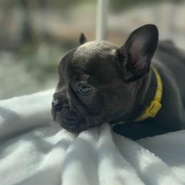 Yellow collar - Blue female French Bulldog puppy in Salisbury, Maryland from 77 Frenchies Maryland