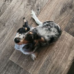 Pebbles - Dachshund