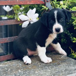 Girl 2 Black and White, White Spot on Neck - Black and white female Border Collie puppy in Minden, Iowa from Rocking N Registered Border Collies & Labradors