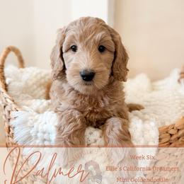 Palmer - Apricot female Goldendoodle puppy in California City, California from Summer Sun Doodles