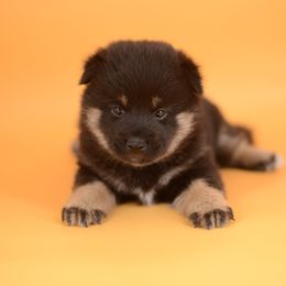 Chika -FULL REGISTRATION INCLUDED- - Black and tan female Shiba Inu puppy in Neosho, Missouri from Kenny Cave K9s