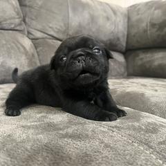 Rolly - Black male Pug puppy in Augusta, Wisconsin from Maria Martin