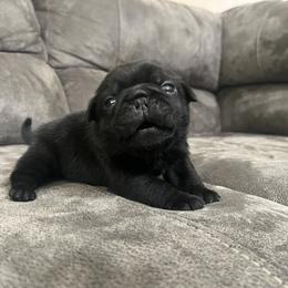 Rolly - Black male Pug puppy in Augusta, Wisconsin from Maria Martin