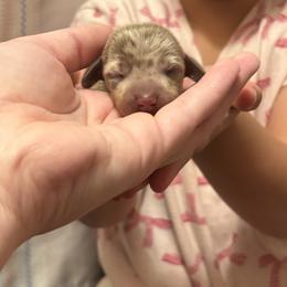 Stanton - Dapple male Dachshund puppy in Lufkin, Texas from L & A Dachshunds