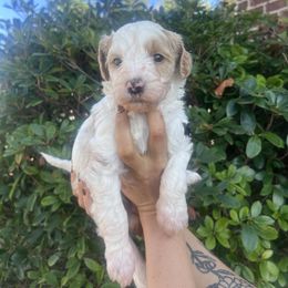 Lola - Parti female Goldendoodle puppy in Calera, Alabama from Red Mountain Minis