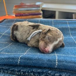 Peter - White and red merle male Bordoodle puppy in Valley Center, California from Circle R Valley Bordoodls