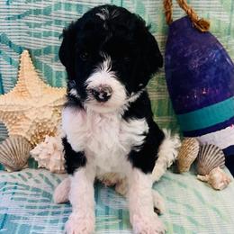 Mako - Parti male Poodle puppy in Harpers Ferry, West Virginia from Oso Perfect Poodles and Doodles
