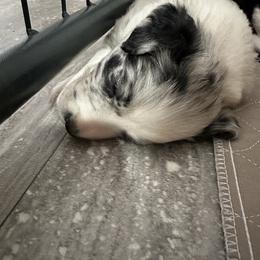 Border Collie Puppies from Roaring River Border Collies