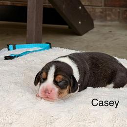 Casey - Black tan and white male Beagle puppy in Mansfield, Missouri from Rippee Creek Kennel