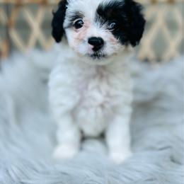 Tina - Black and tan female Havapoo puppy in Natural Bridge, Virginia from Rockbridge Puppies