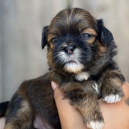 Blaze - Red and tan male Shih Tzu puppy in Chico, California from North State Shih tzus