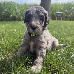Finn - Blue merle male Sheepadoodle puppy in Lancaster, Pennsylvania from Bitler Family Puppies