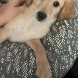 Taffy - Cream Goldendoodle puppy in Cincinnati, Ohio from Danielle's Doodles