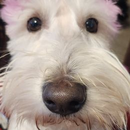 Willow - Scottish Terrier