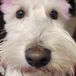 Willow - Scottish Terrier