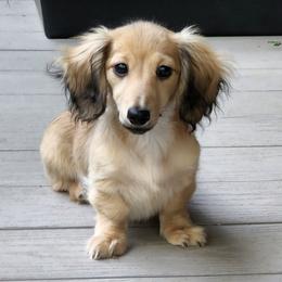 Dachshunds from Queen City Dachshunds