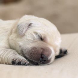 Golden Retriever Puppies from Peyton Goldens