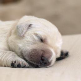 Golden Retriever Puppies from Peyton Goldens