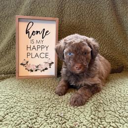 Autumn - Brown and white female Aussiedoodle puppy in Ellenburg Center, New York from Kristin's Puppies