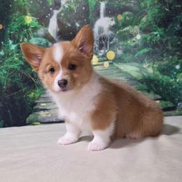 Candy (bluie Sable) - Blue female Pembroke Welsh Corgi puppy in Washington from Castle View Royal Rumps