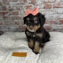 Mozzarella BLUE EYE - Red tri-color female Aussiedoodle puppy in Sweetwater, Florida from Sandy Snout Doodles