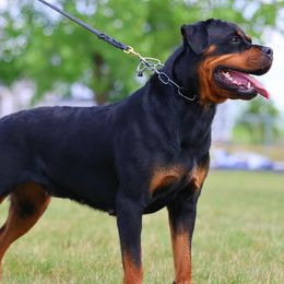 Rottweiler All Grown Up from Michelle Nicholson