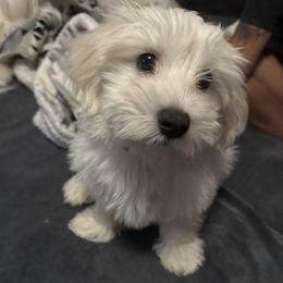 Major - White male Coton de Tulear puppy in Pittsburgh, Pennsylvania from My Sweet Cotons