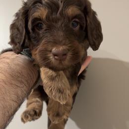 Grey Boy - Chocolate male Australian Labradoodle puppy in Oxford, Mississippi from Stony Brook Australian Labradoodles