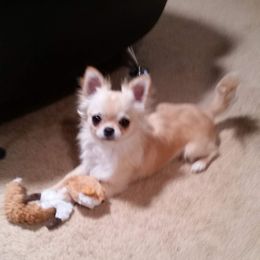 Chihuahuas from V' Encore