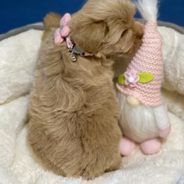 AKC Red female - Wheaten female Miniature Schnauzer puppy in Calhoun, Georgia from The BrickHouse Miniature Schnauzers
