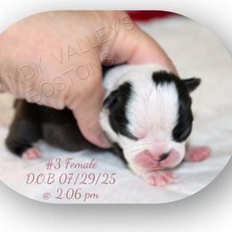Girl 2 - Black and white female Boston Terrier puppy in North Central, Vermont from Windy Valley’s Bostons