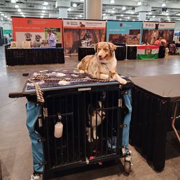 Miniature American Shepherd Puppies from Sterling Acres