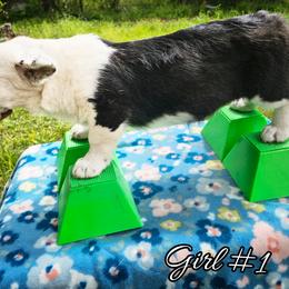 Girl 1 - Black and white female Cardigan Welsh Corgi puppy in Natchitoches. La, Louisiana from Bleu Bayou Corgis