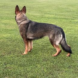 Elle Von Roanwood - Sable female German Shepherd puppy in Carlisle, Arkansas from Roanwood German Shepherds