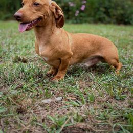 Jasper - Dachshund