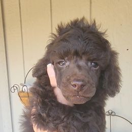 Poodle Puppies from Love chocolate poodles