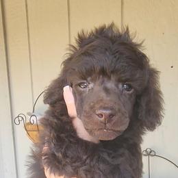 Poodle Puppies from Love chocolate poodles