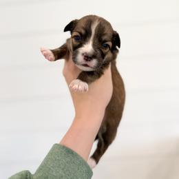 Amy - Pink - Sable female Pembroke Welsh Corgi puppy in Milan, Georgia from Williams’ Welsh Corgis LLC