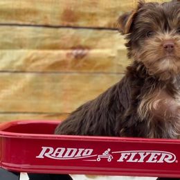Dachshunds, Shorkies, and Yorkshire Terriers from Once Upon a Puppy