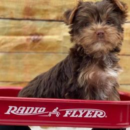 Dachshunds, Shorkies, and Yorkshire Terriers from Once Upon a Puppy