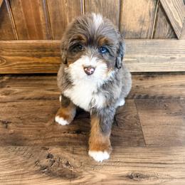 Bernedoodle and Golden Mountain Doodle Puppies from Tilley's Southern Doodles