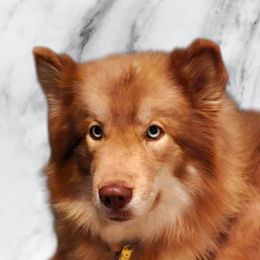 Cinnamon - Siberian Husky