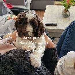 Dark purple - Parti female Poodle puppy in Shelby, Alabama from New Life Family Farm