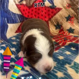 Ozzie - Red tri-color male Miniature American Shepherd puppy in Lewiston, Idaho from Clearwater Miniature American Shepherd